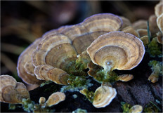 Гриб из Москва