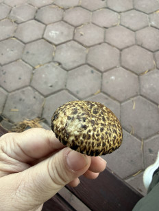 Гриб из Караганда