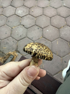 Гриб из Караганда