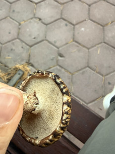 Гриб из Караганда