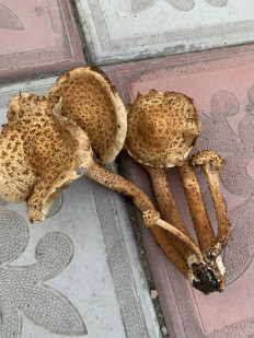 Гриб из Челябинск