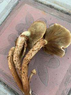 Гриб из Челябинск