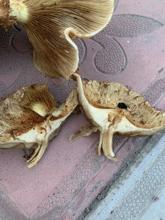 Гриб из Челябинск