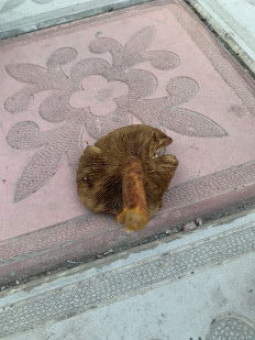 Гриб из Челябинск