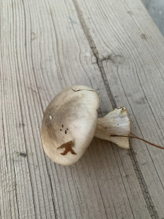 Гриб из Челябинск