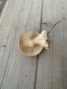 Гриб из Челябинск