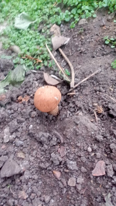 Гриб из Чистополь