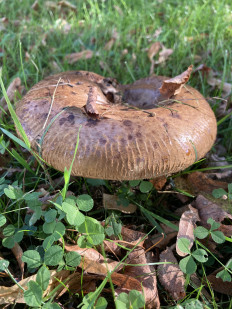 Гриб из Лунд