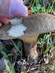 Гриб из Лунд