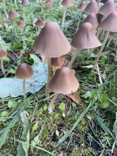 Гриб из Гатчина