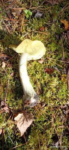 Гриб из Боровичи Новгородской