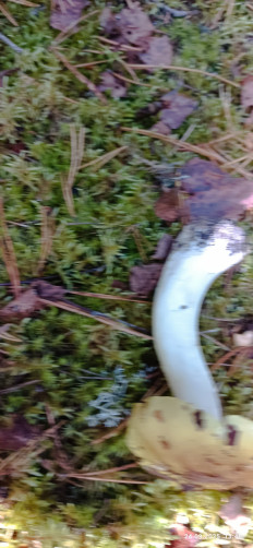 Гриб из Боровичи Новгородской