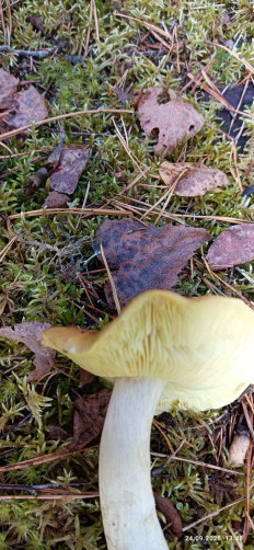 Гриб из Боровичи Новгородской