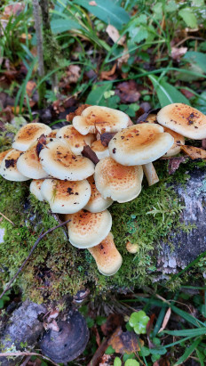 Гриб из Москва