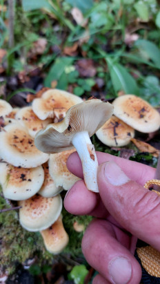 Гриб из Москва