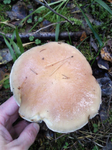 Гриб из Раменский ГО