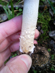 Гриб из Раменский ГО