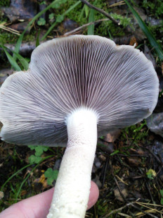 Гриб из Раменский ГО