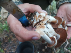 Гриб из волгоград