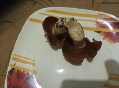 Гриб из волгоград