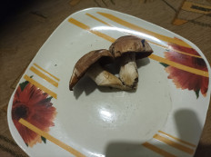 Гриб из волгоград