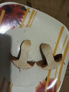 Гриб из волгоград