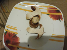 Гриб из волгоград