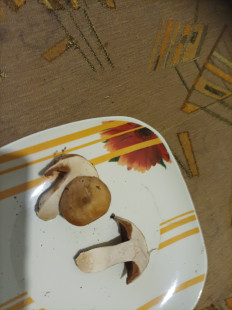 Гриб из волгоград