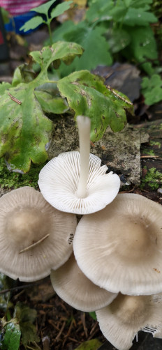 Гриб из Старица