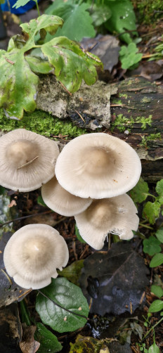 Гриб из Старица