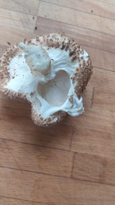 Гриб из Подмосковье