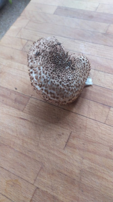 Гриб из Подмосковье