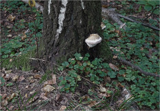 Гриб из Москва