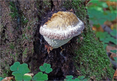 Гриб из Москва