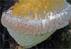 Гриб из Москва