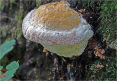 Гриб из Москва