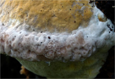 Гриб из Москва