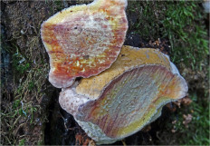 Гриб из Москва