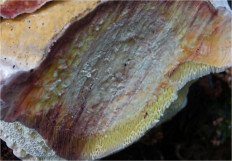 Гриб из Москва