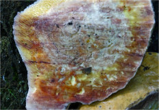 Гриб из Москва