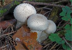 Гриб из Москва