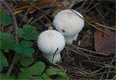 Гриб из Москва