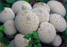 Гриб из Москва