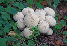 Гриб из Москва