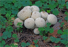 Гриб из Москва