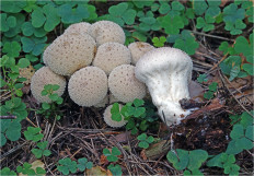 Гриб из Москва