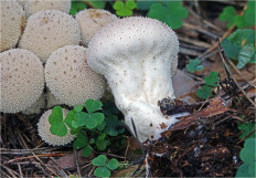 Гриб из Москва