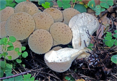 Гриб из Москва