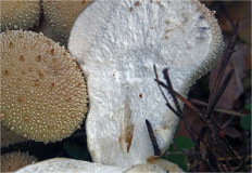 Гриб из Москва