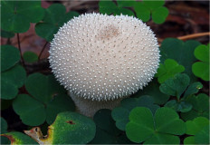 Дождевик съедобный